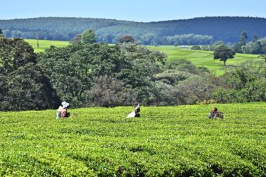 Workers at a tea plantation in Kenya's Kericho area