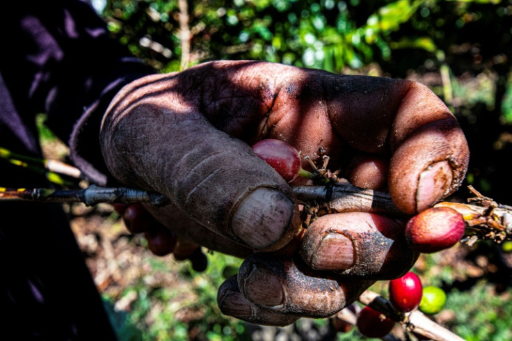 Costa Rica relies heavily on hired hands from neighboring Nicaragua for its coffee picking