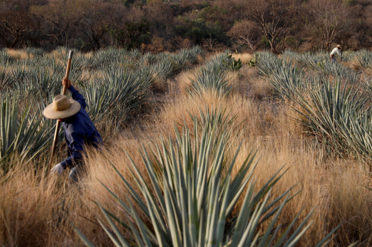 Tequila boom rooted in traditional farming techniques