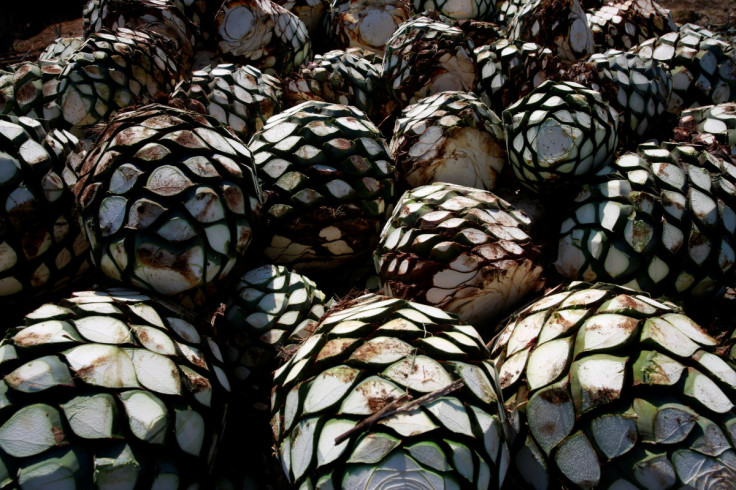Blue agave hearts are pictured on top of a truck on the outskirts of Tequila