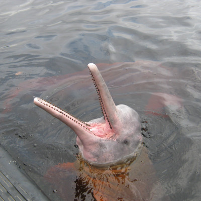 A pink river dolphin