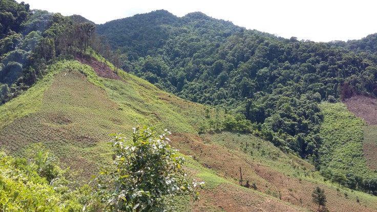 Deforestation in Southeast Asia