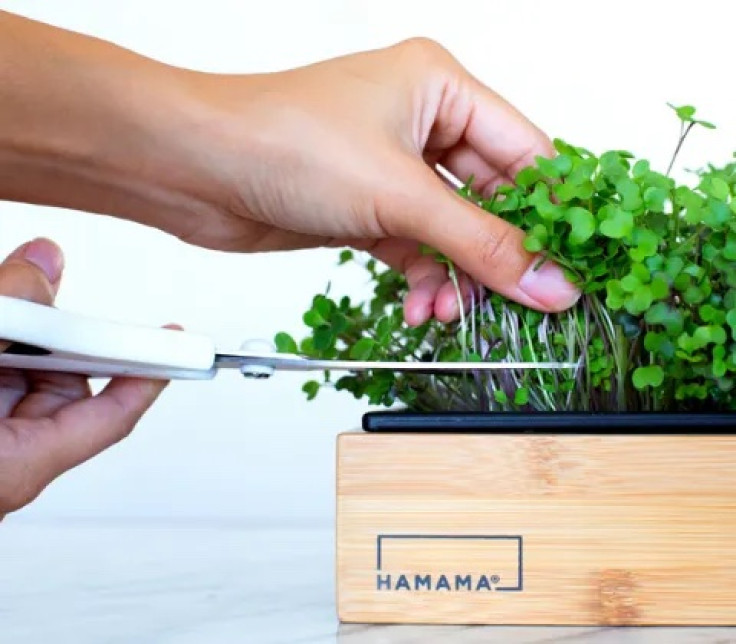 Hamama (Fresh. Delicious. Nutrient Packed. Grown by 