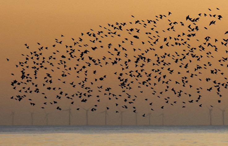 An offshore wind farm is seen as a murmuration of starlings flies above in Brighton