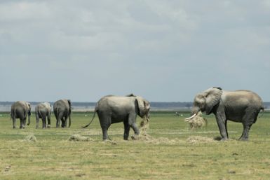 Elephants feed on hay in southern Kenya's famed Amboseli National Park