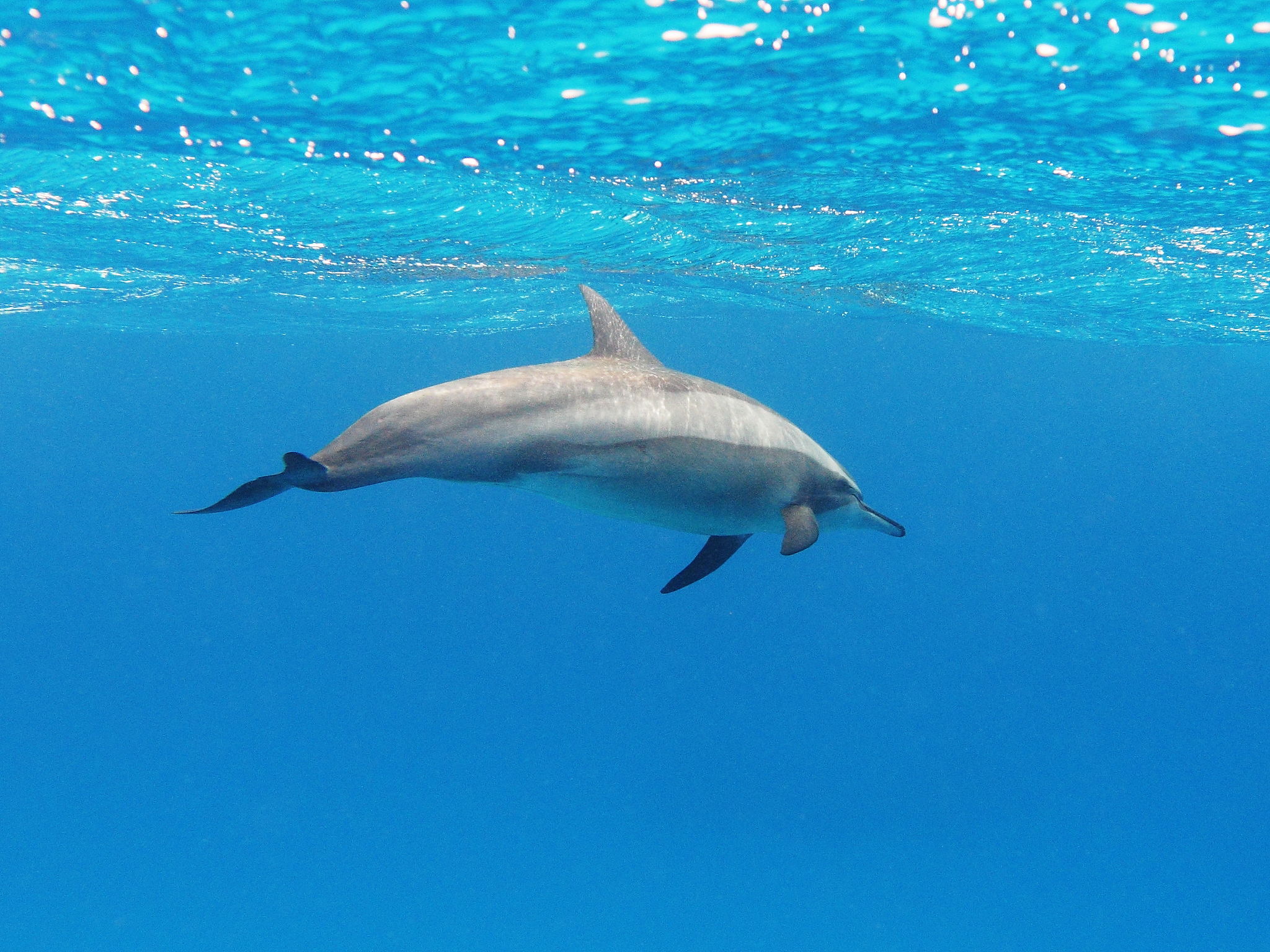 Des nageurs ont filmé un groupe harcelant de dauphins à long bec à Hawaï, les autorités doivent agir