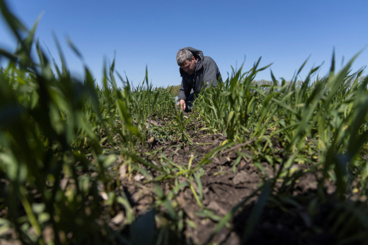 Dutch farmer Kees Huizinga checks the results of grain sowing in a field near the village Kyshchentsi