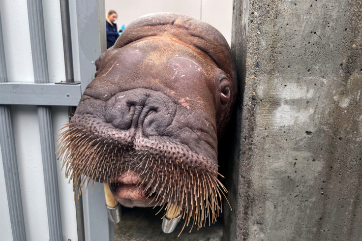 walrus