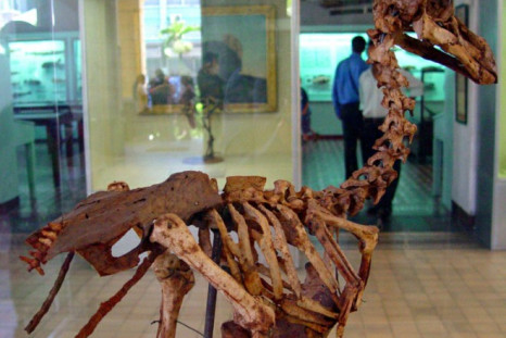 A skeleton of a Mauritius Dodo bird which was found by E. Thirioux, a barber.