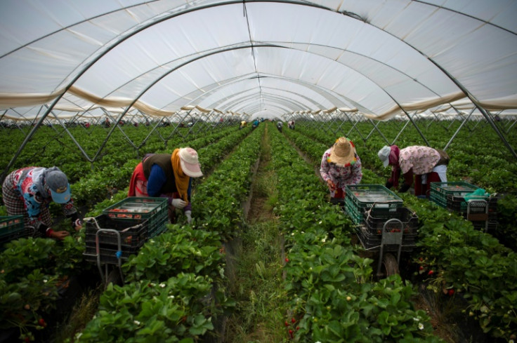 Strawberry pickers are at work in a greenhouse in Ayamonte, Huelva