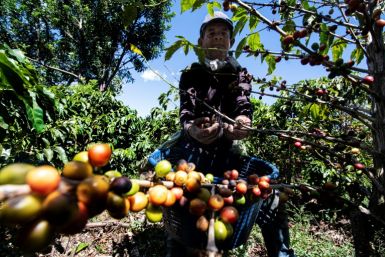 Coffee Farmer Central America