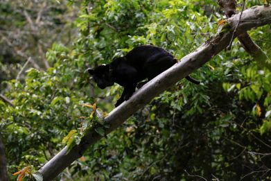 Black jaguar is seen on a tree