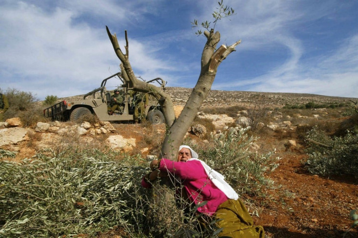 Mahfouza Oude Palestine olive tree 2005