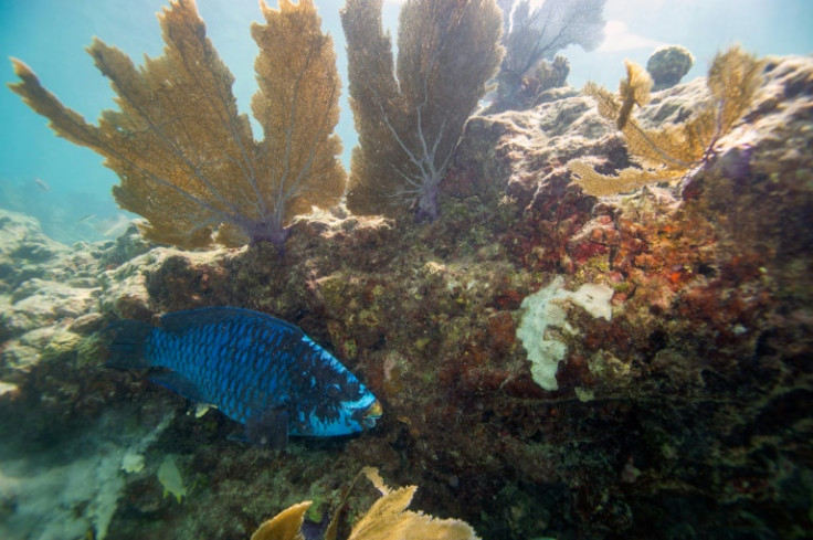 A parrotfish swims around a coral reef in Key West, Florida; About 25 percent of all marine species are found in or around these habitats