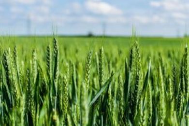 UK agriculture funding for innovative farming solutions