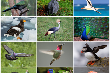 Bird Diversity