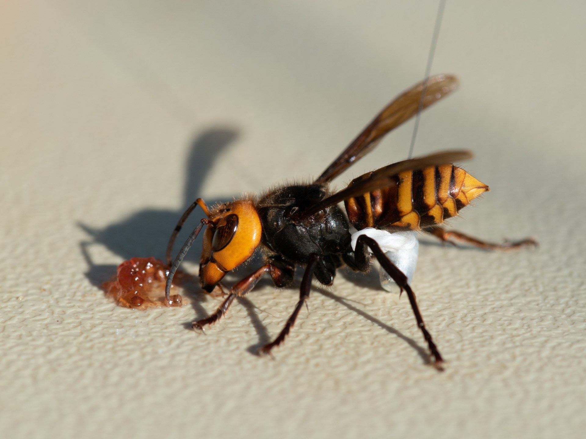 Asian hornets have been sighted in the UK, endangering native bees ...