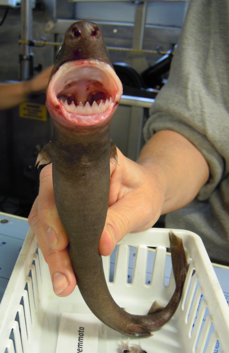 cookie cutter fish