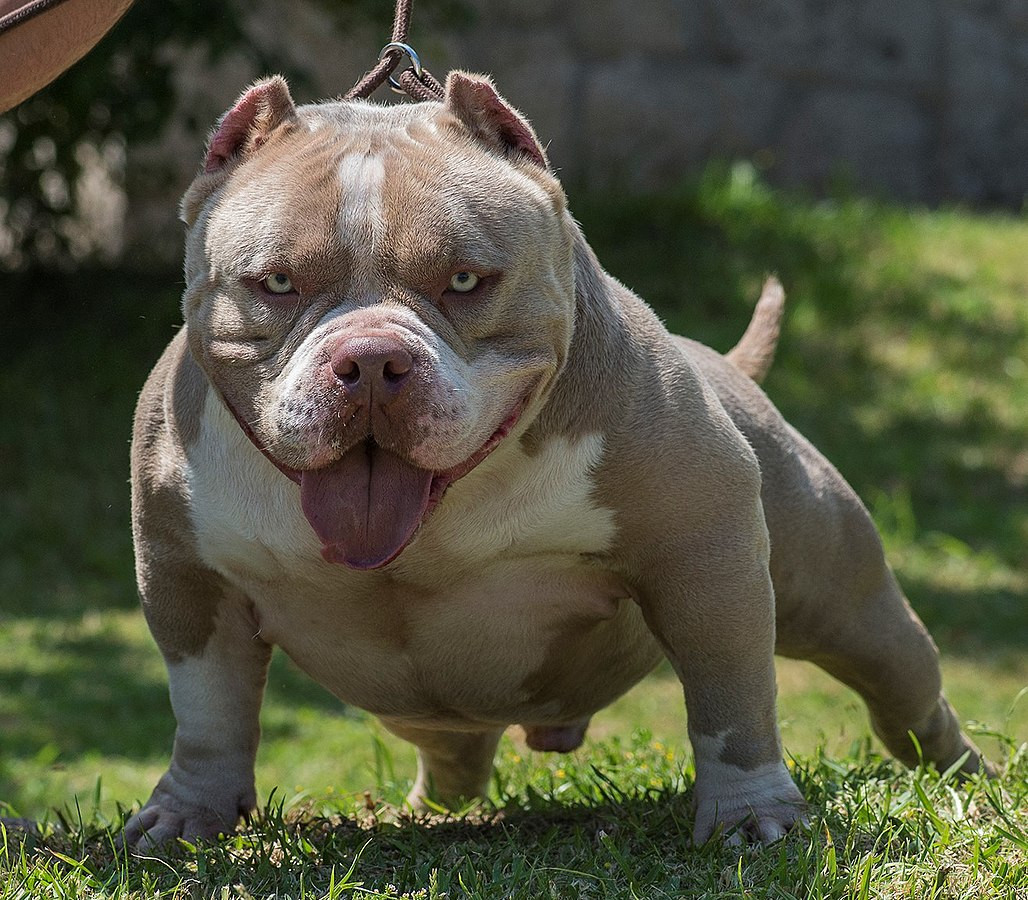 Full store bully dog