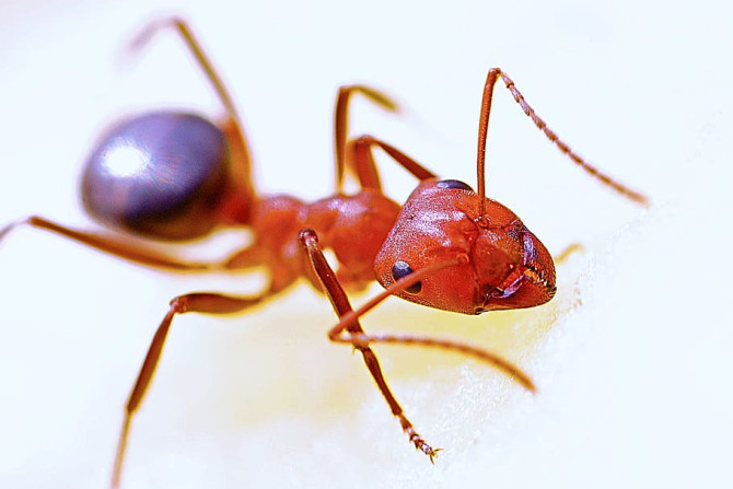 Red fire ant