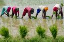 India accounts for 40 percent of global rice exports