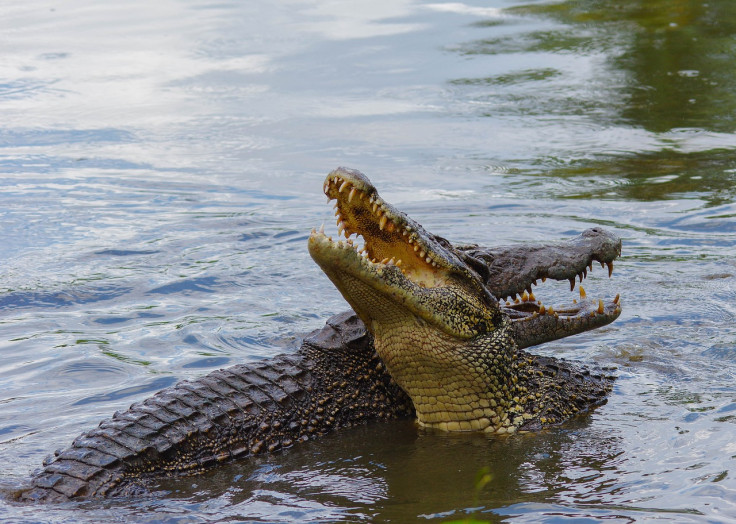 Crocodile representational image