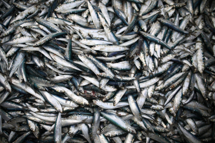 Sardines