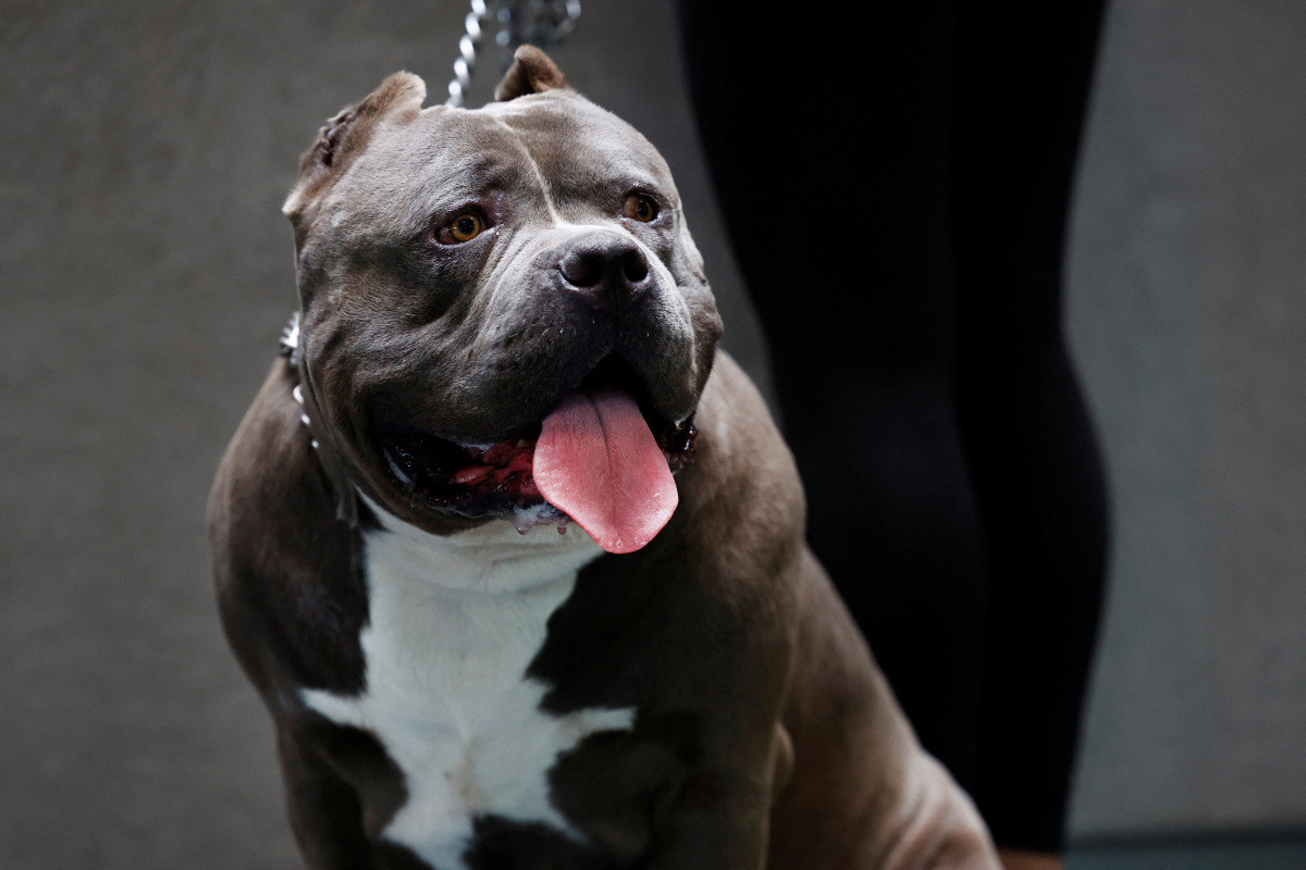 Dog Owners and Trainers Criticise Controversial American XL Bully Dog Ban