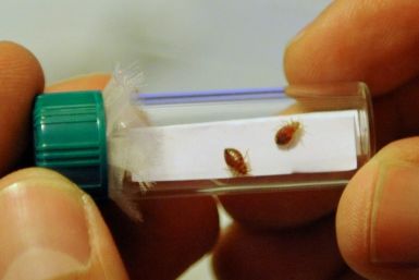 Concerns over bedbugs are more pressing with France in the throes of hosting the Rugby World Cup
