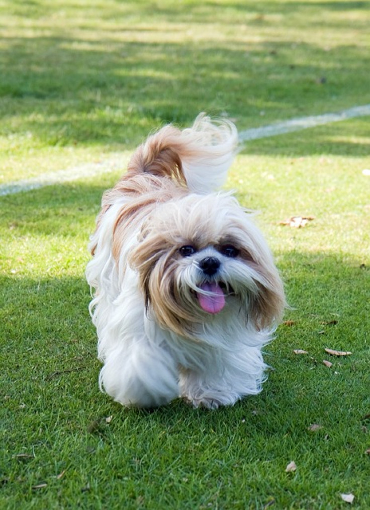 Shih Tzu