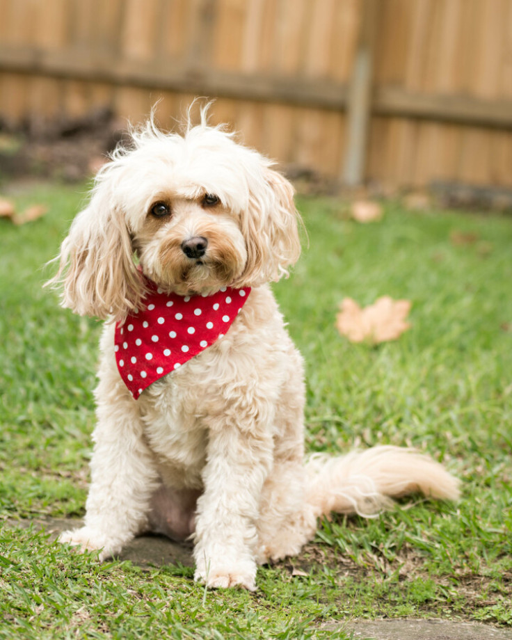 Cavachon