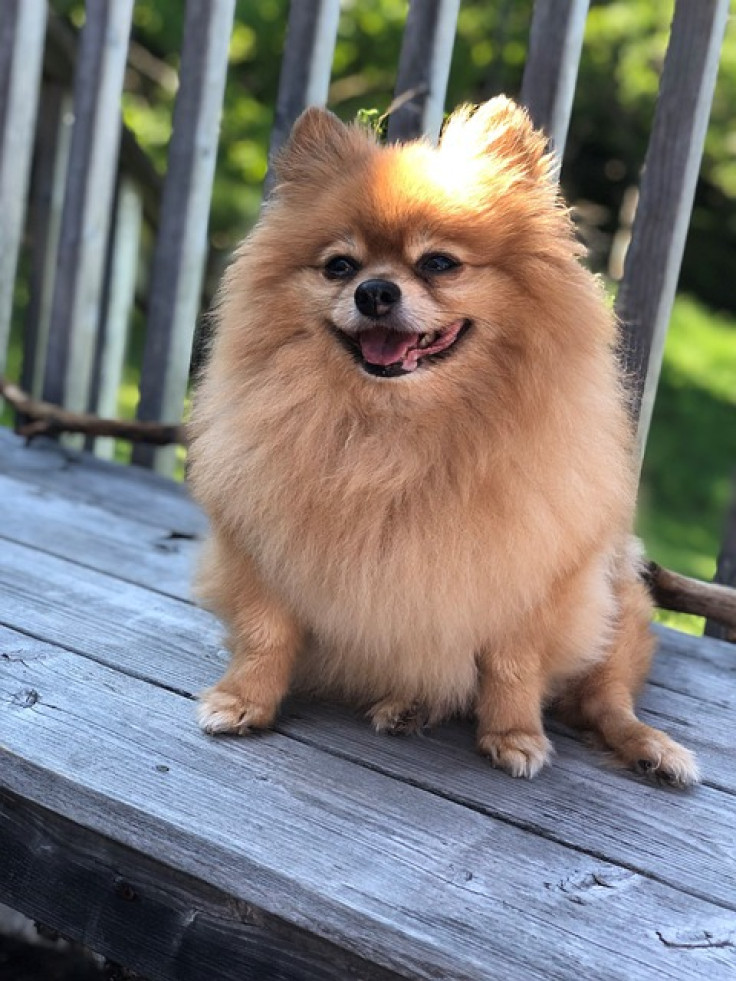 Pomeranian