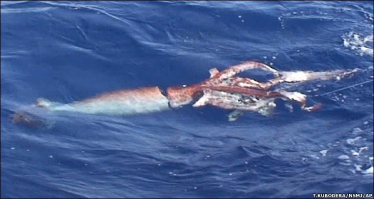 Giant squid