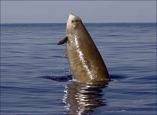 Sea owl