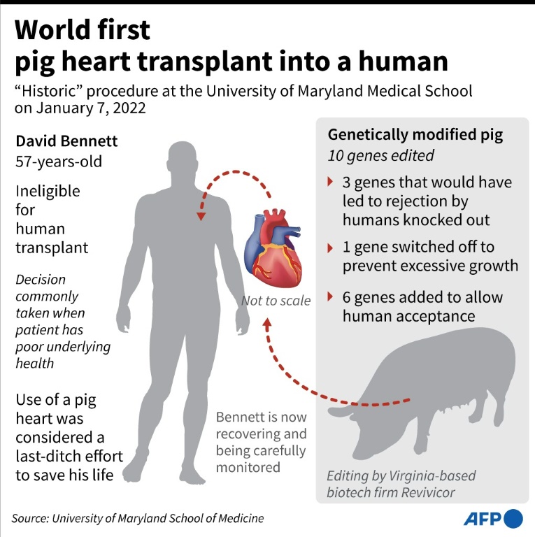 Le deuxième homme à recevoir une greffe de cœur de porc décède 40 jours après l’opération