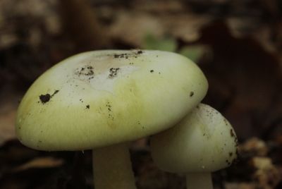 Death cap mushrooms