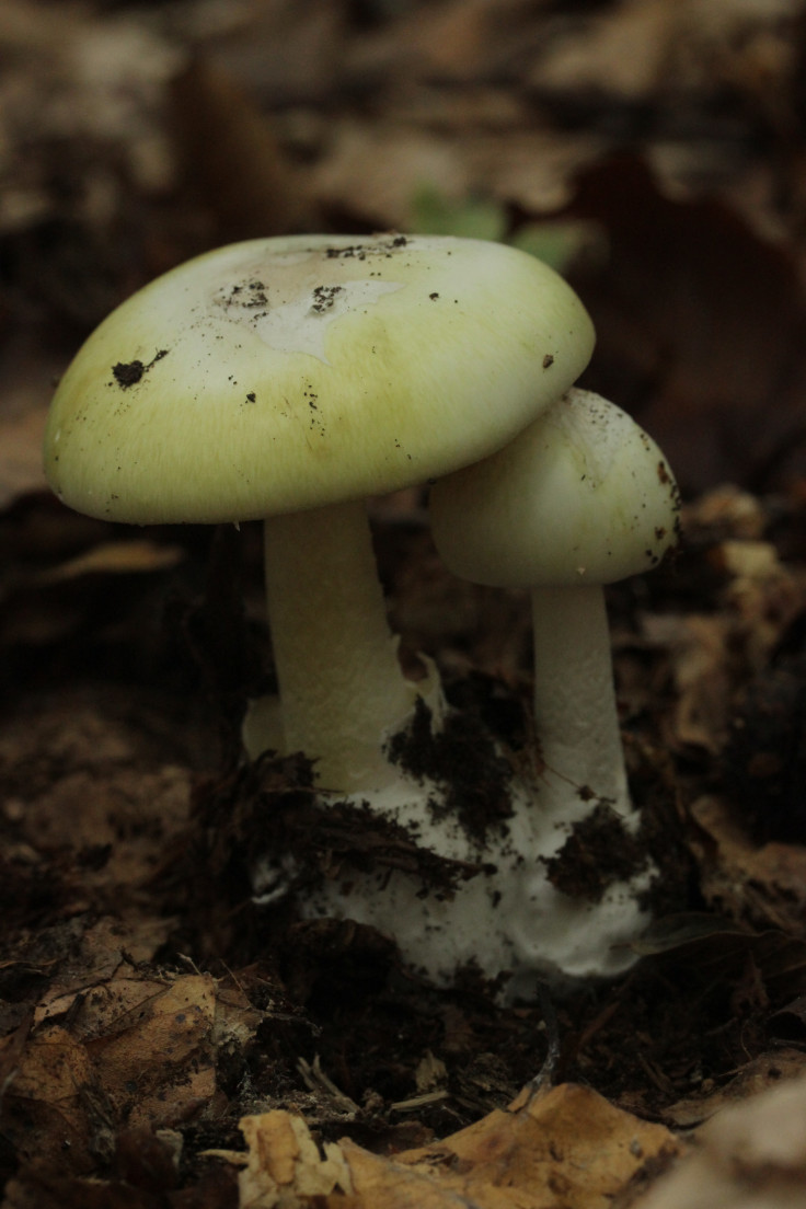 Death cap mushrooms