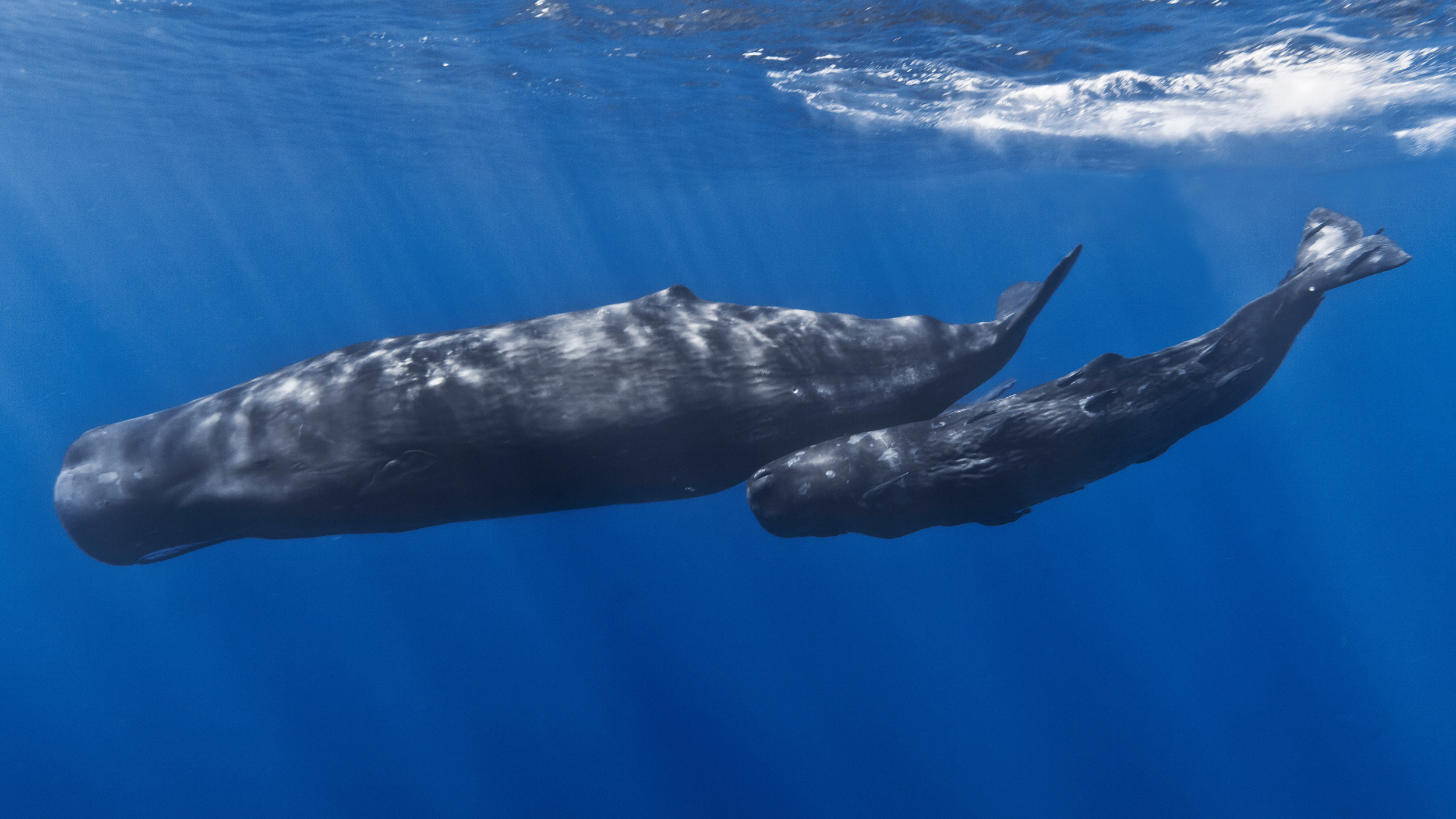 Sperm Whale Dies Days After Video Shows It Being Touched And Stroked By Beachgoers