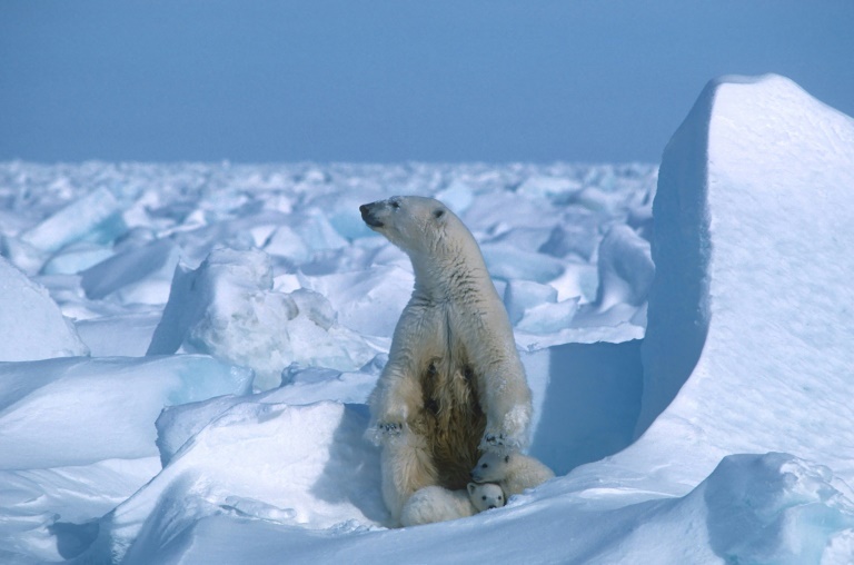 Premier cas de décès d’ours polaire dû à la grippe aviaire confirmé en Alaska