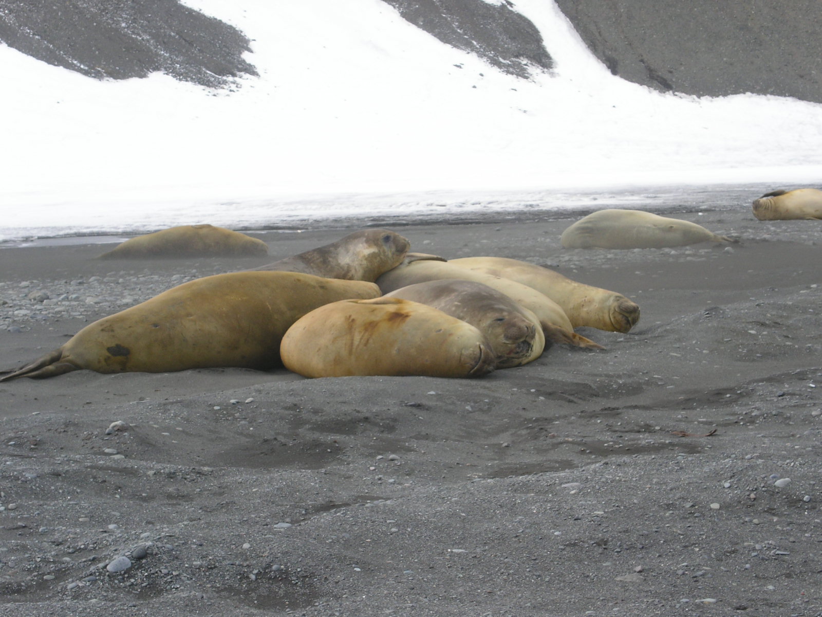 La grippe aviaire provoque des décès massifs parmi les populations de phoques à fourrure et d’éléphants de mer près de l’Antarctique