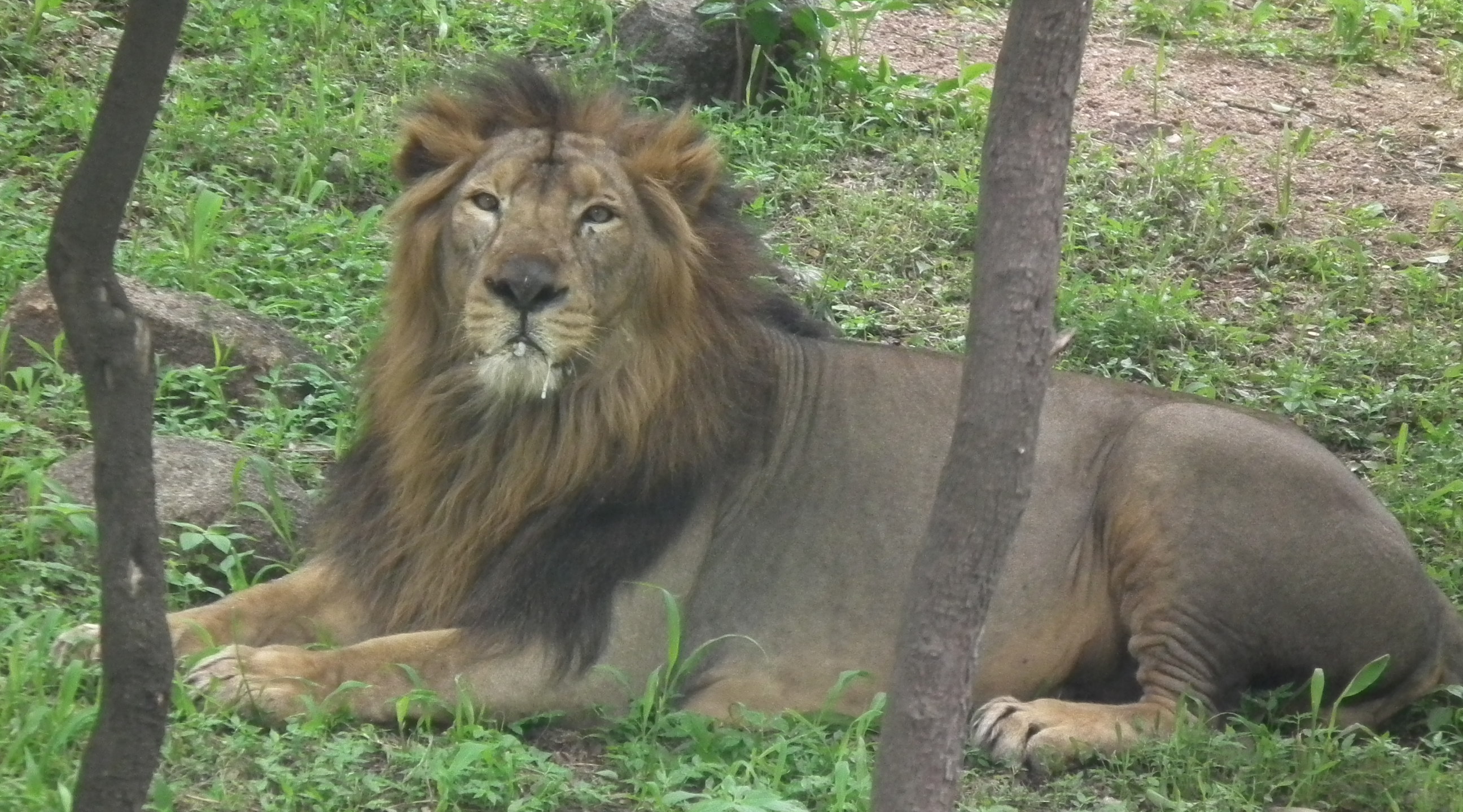 Un lion tue un homme après qu’il ait sauté dans son enclos pour prendre un selfie