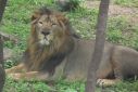 Indian Lion from Nehru Zoological park Hyderabad 