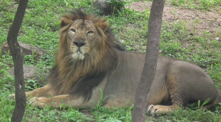 Indian Lion from Nehru Zoological park Hyderabad 