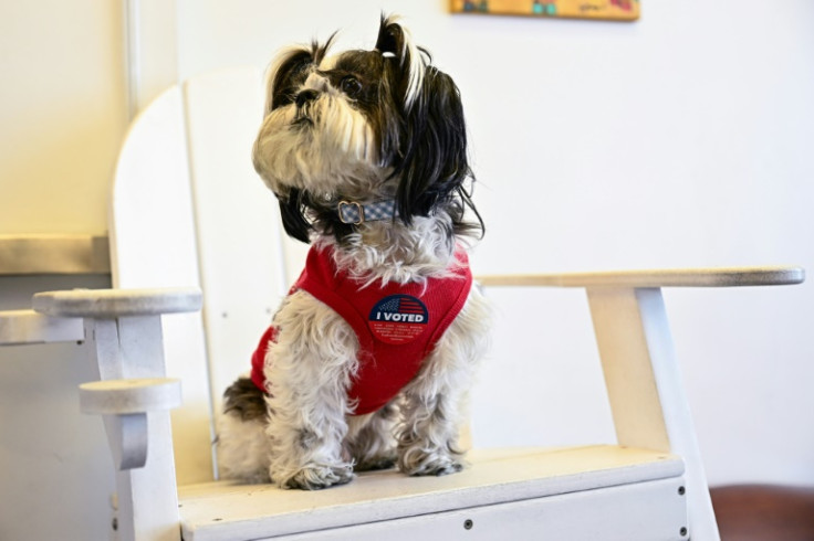 A dog sits with an "I Voted" sticker after their owner voted at a polling location during the "Super Tuesday" presidential primary in Los Angeles, California on March 5, 2024