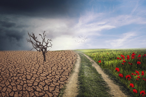 Carbon Accounting: Will the Accountancy Profession catch up?