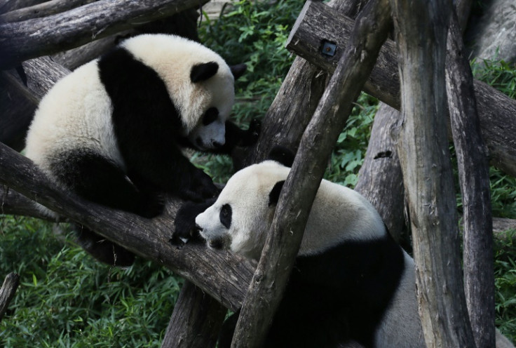 Giant panda cub Bei Bei (L) plays with his mother Mei Xiang (R) at the Smithsonian National Zoological Park in Washington in 2016. The zoo has not had pandas since sending its last trio to China in 2023