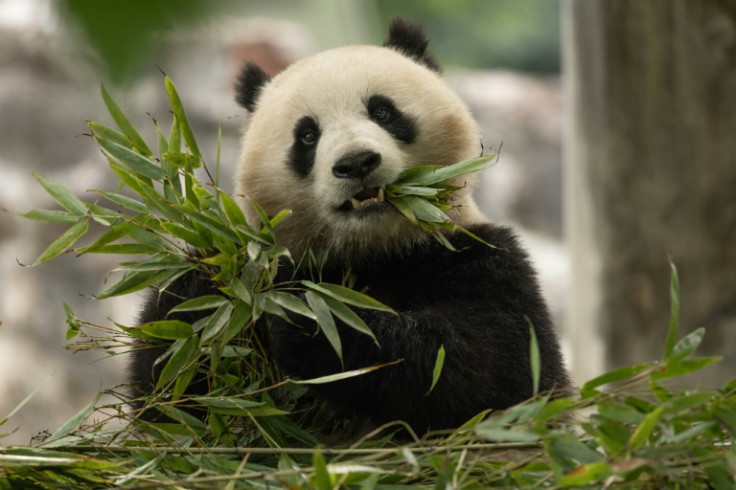 Qing Bao, seen in her habitat at Dujiangyan Base in Sichuan, China, will soon head to Washington's National Zoo