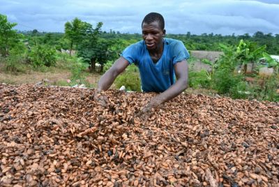 cocoa farmer