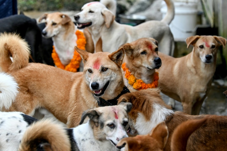 Nepal’s Day Of The Dog As Part Of Hindu Celebrations