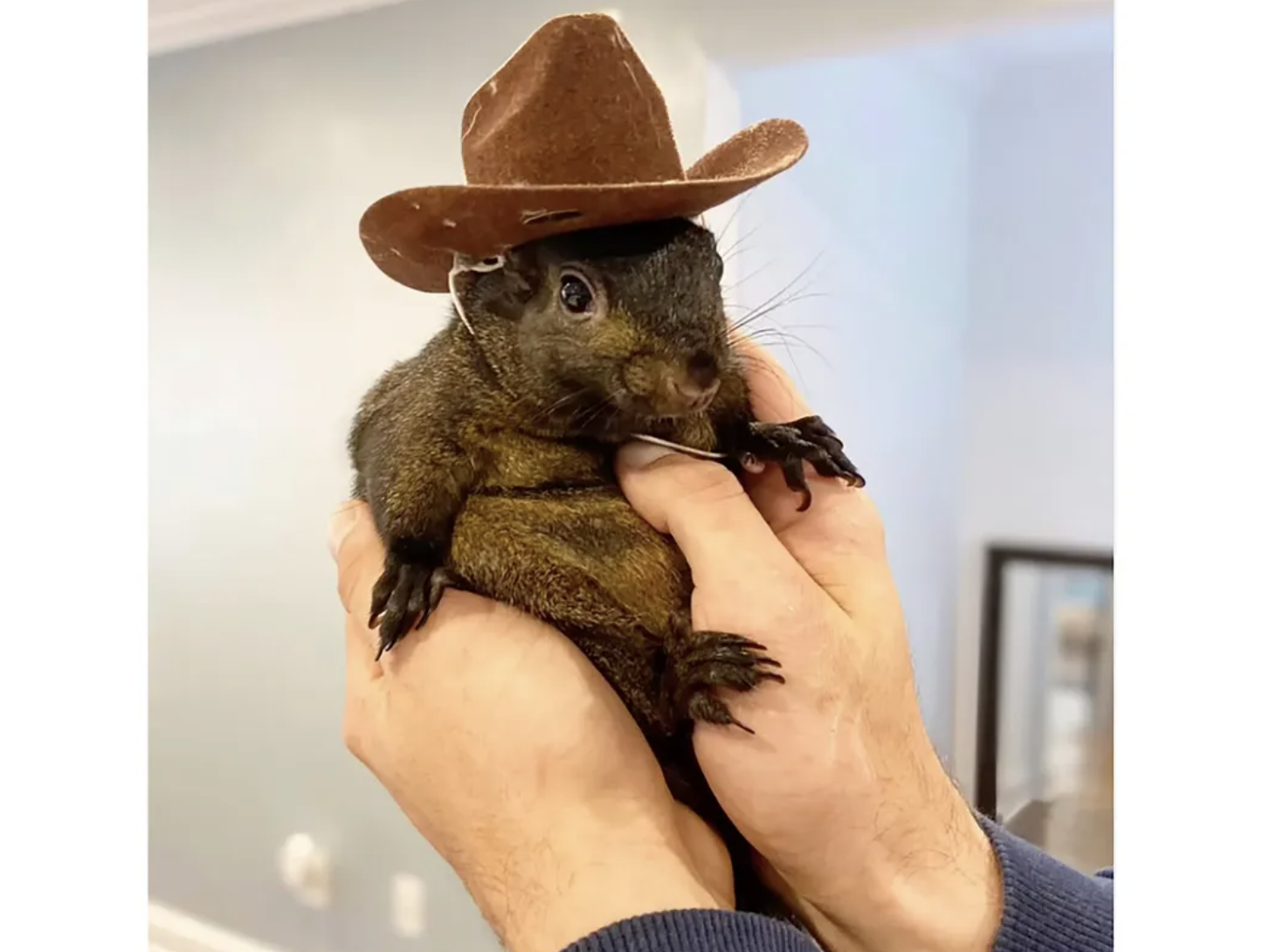 Misguided Priorities? NY Officials Euthanise ‘Harmless’ Peanut The Squirrel But Struggle To Control Violent Illegal Immigrants